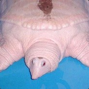 AquaFox
