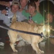 sword doggo