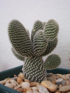 post-236059-0-93534400-1394051567_thumb.