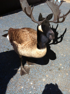 post-267501-0-69388900-1397618820_thumb.