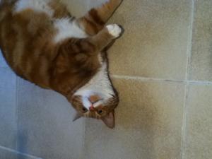 post-366867-0-16662900-1396969301_thumb.