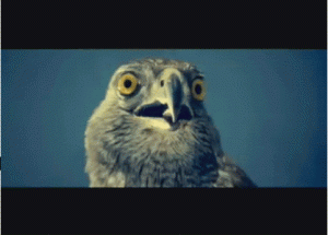 post-8220-13764593152716_thumb.gif