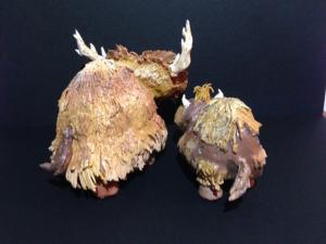 post-310609-0-04269300-1404177851_thumb.