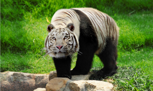 post-369498-0-35796500-1449430512_thumb.