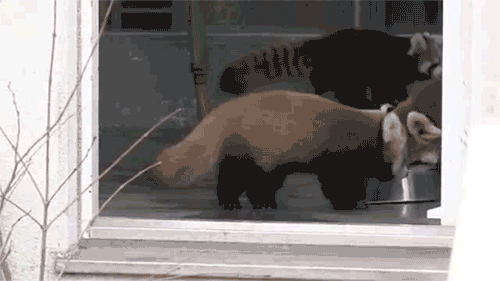 aaah!.gif.c11092d00b4efab1a72c79f83bbd5a