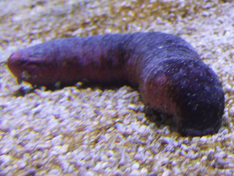 Holothuroidea_(Sea_cucumber_feeding).jpg