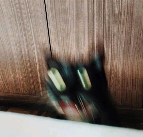 Cat+s+fw+_c00685bf4dc4c05cdbb0581b6b81c082.jpg