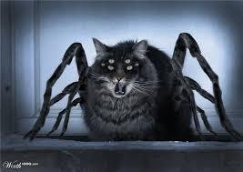spidercat.jpg