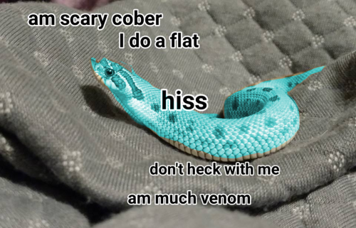 vemnom.png