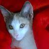 Meowth