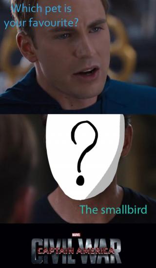 Smallbirdcaptain.jpg