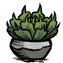 succulent_potted.png
