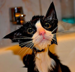 funny-wet-cats-1.jpg