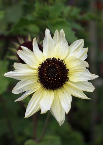 sunflower_italian_white_02.jpg