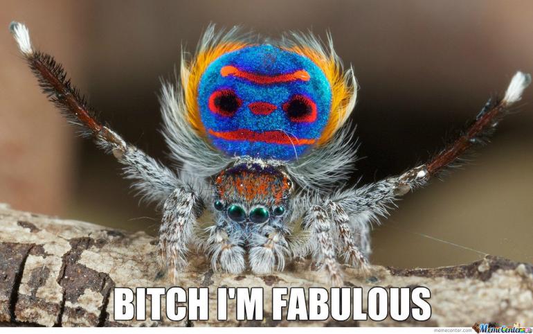 peacock-spider_o_1015844.jpg