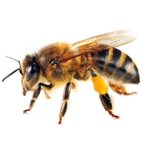 bee.thumb.jpeg.f2c36291927a44aa6d6b46bcecf69907.jpeg