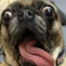 GrandmasterDoge