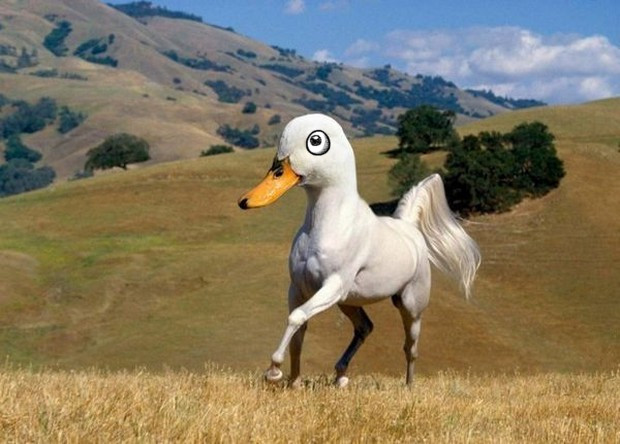 VH-Random-duckhourse.jpg.805c0bbd791bdef97a385422a156ef8c.jpg