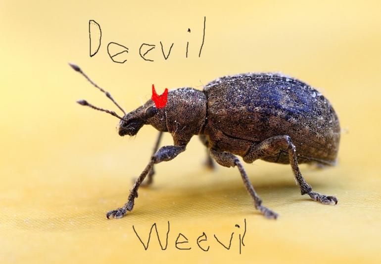5af89ee6267e2_DeevilWeevil.thumb.jpg.7beb4c18d4b7d59b9d1fbfdbec5119de.jpg