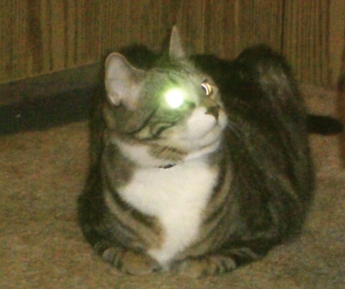horatioglowyeye.jpg.307dbecec46f931c32075db8880000bc.jpg