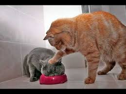 catsrawesome.jpg.45f09ddd3a1d89d0b35c21d59f3a84a4.jpg