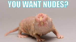 nudes.jpg.6e5de89ca581fc310923eba2a4dacd81.jpg
