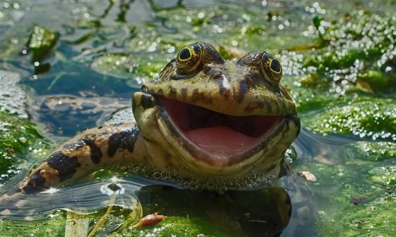 happy frog is happy.jpg