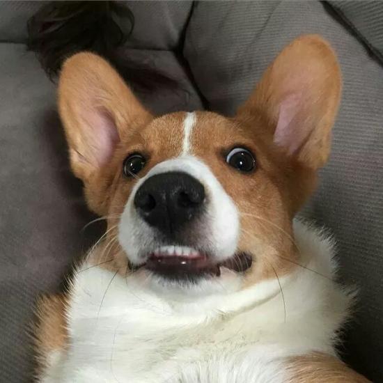 corgi.thumb.jpg.ce1eceaa8c2056bf765aef3ac97f041d.jpg