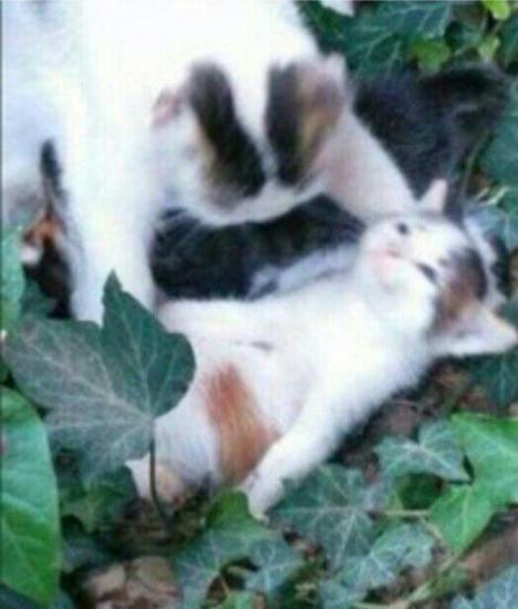 hopeless_kitty.jpg