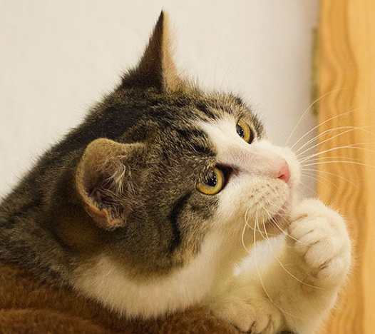 thonk_Cat.png.1079c0e8b9545fc2ba7eff505ba4d438.png