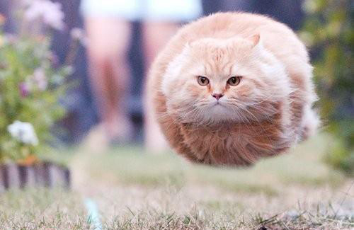 catsarecool.png.c7309885cc062c14eed701c488dc039d.png