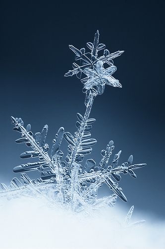 f33dd9a6d327edf7d6313d22dcf52f26--real-snowflakes-ice-crystals.jpg.507d6e28bf2215b51702e0a3f9b5dbcd.jpg