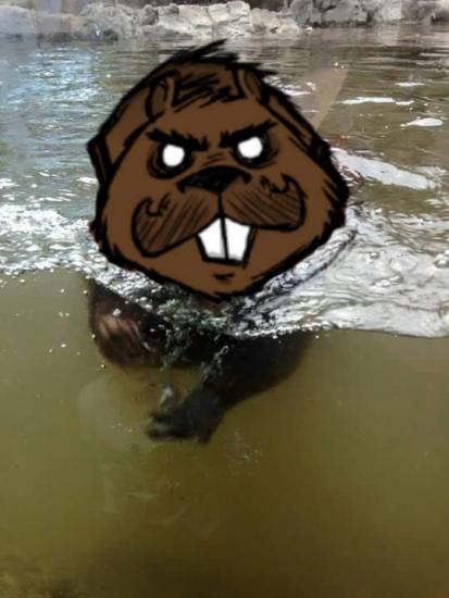 5c8b4d08745d8_werebeaverswimming1.thumb.jpg.1f732c0fe19dbb5d8644ba8d41796d4c.jpg