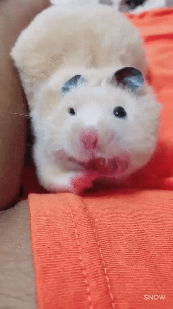 hamster-yawn.thumb.gif.c213a8692616896a5d4ed57ee0b5da0d.gif
