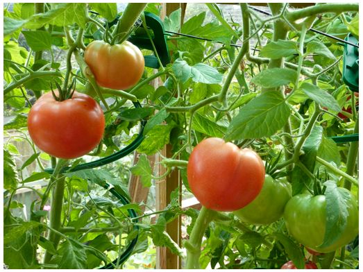 tomat_(1).jpg.b29eb14152d3aa32a164bc2240804244.jpg