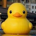 ChubbyDuck