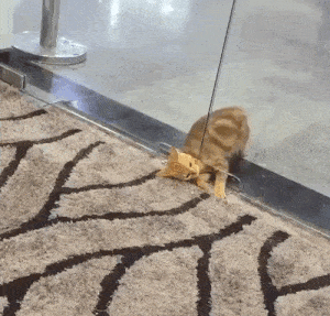 liquid_cat.GIF.2981606815bb467c081ae7469f653510.GIF
