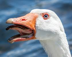 scar.jpg.07b873b1f8acf626af938ca8ebd7ee5a.jpg