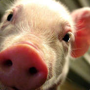 angrypig