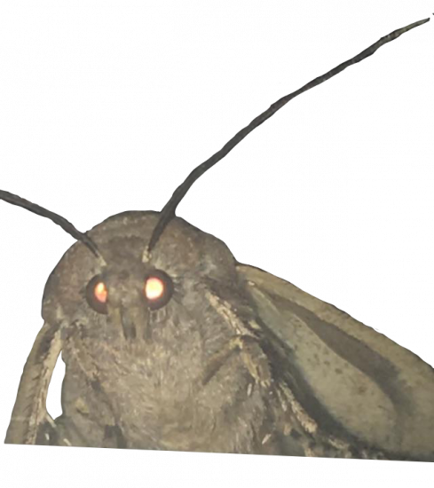 moths.thumb.png.25c89942dc86aa6bd6eb20208821bd48.png