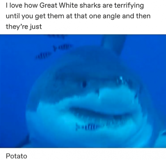 shark.thumb.png.96d68a310897a0c12e8b1434e96ff368.png