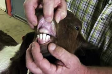 1goatteeth.jpg.a0e401e751ee7e71296bff95395d780b.jpg
