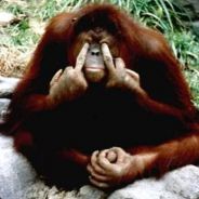 AngryMonkey