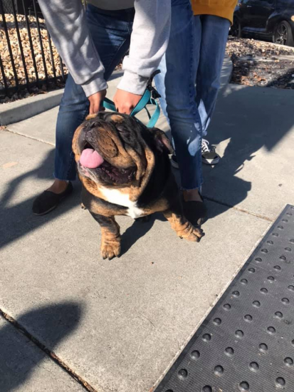 chesterdog.thumb.png.879fe5a41a195047f0873b3681264750.png