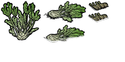 fennel.png.6521e237aa6b685b7c7327fdc1cd38c7.png