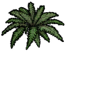 fern2_plant.png.edd9c90ef9d5a458e290d19309b96161.png