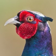 Mrpheasant