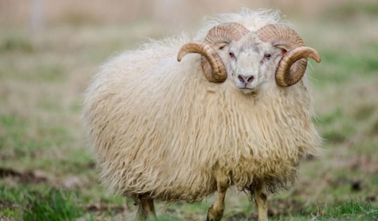 ram.thumb.jpg.3e2735258355d260ac3bf92129eaad27.jpg