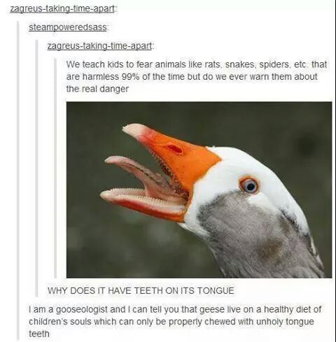 56b847d8e217a.jpeg.5bc6d5a7eea69ba6a0abda79063fca93.jpeg