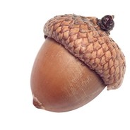 ElderAcorn